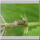 Miridae sp - Weichwanze 02a.jpg